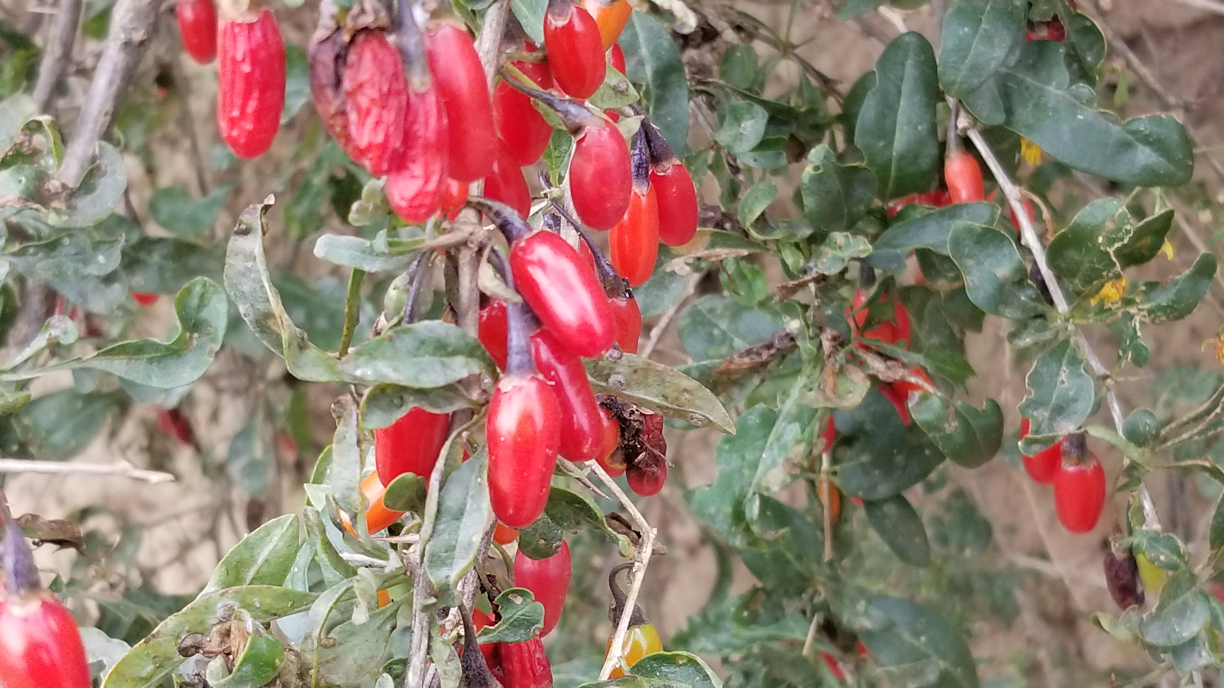 野生枸杞有什么药用价值,野生枸杞有什么作用