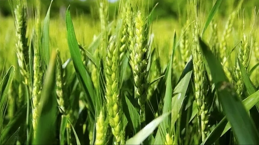 涓簹灏忛害澶ч害,涓簹澶ч害