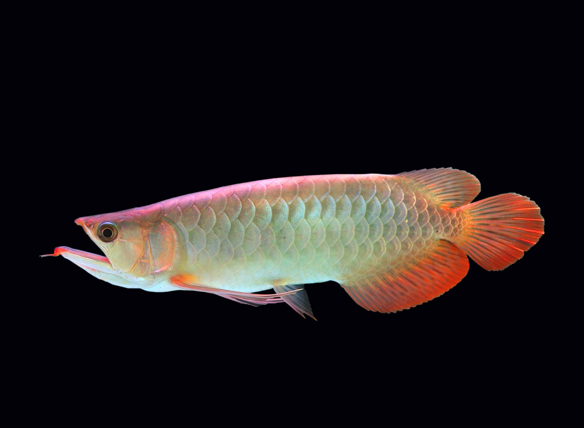 龙鱼打架掉鳞能自愈吗,水质不好龙鱼趴缸缩鳍