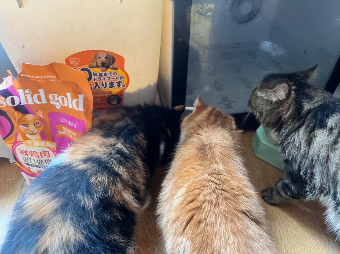 猫分之一猫粮测评,素力高的猫粮适合多大的猫吃