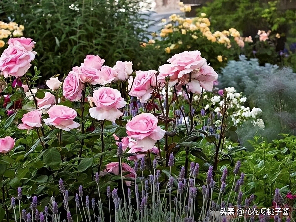 花期特别短暂开放好看的粉色月季,粉色可爱融化你的少女心月季
