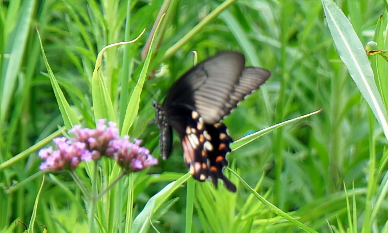 十大田园诗词排行榜,孟浩然过故人庄全诗欣赏