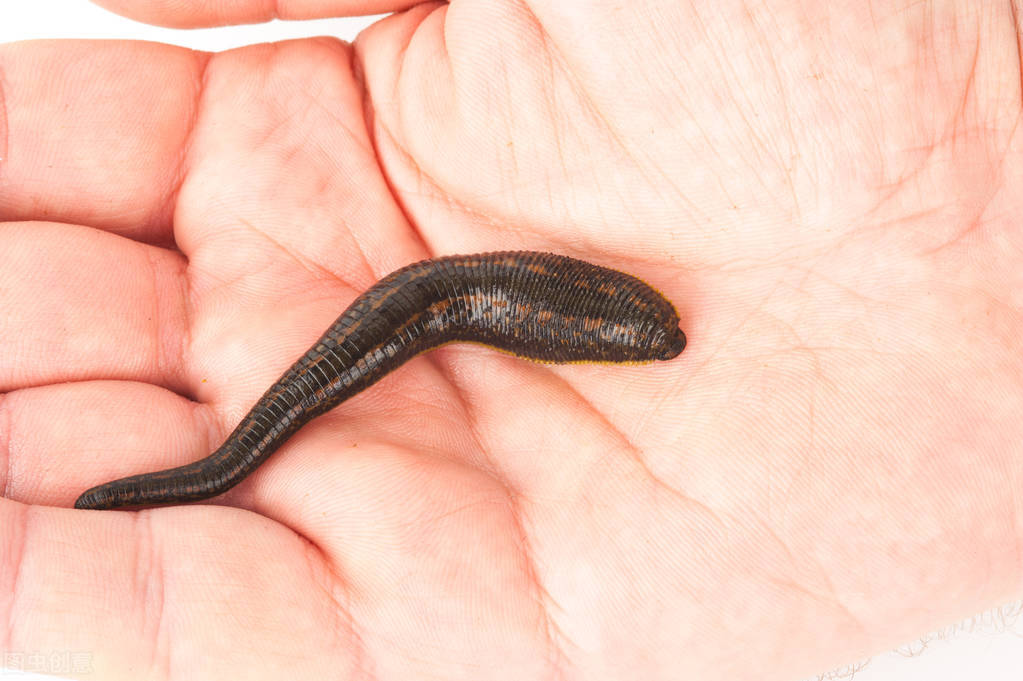 野外活动用什么药防蚊子,夏天户外出游要警惕这种虫子