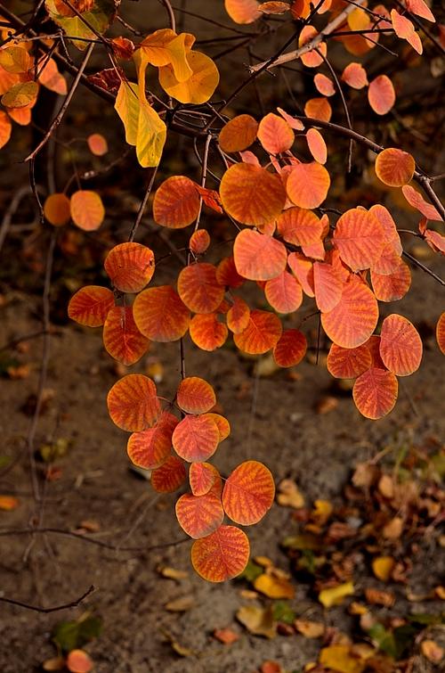 静谧浅秋唯美散文,散文十月愿一切美好如约而至