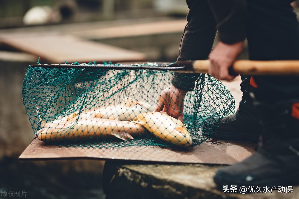 @养殖户：小雪已至，这些水产病害千万不能忽视