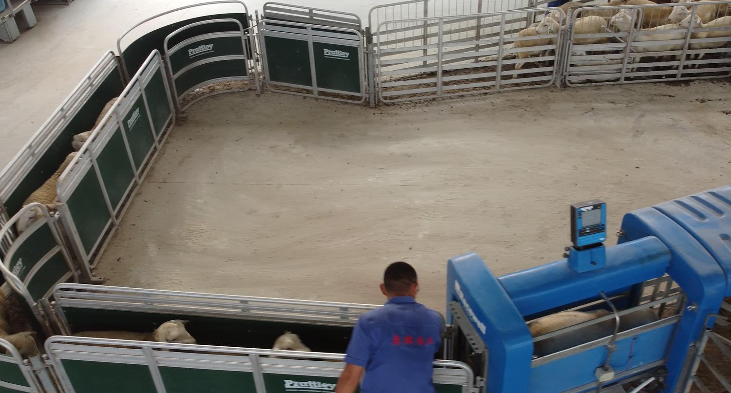 智慧赋能丨种羊场里的“科技范儿”