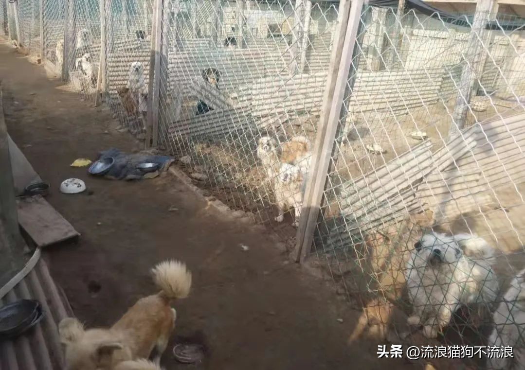 老狗疾病缠身口眼歪斜，最需要陪伴的时候，却遭主人无情抛弃