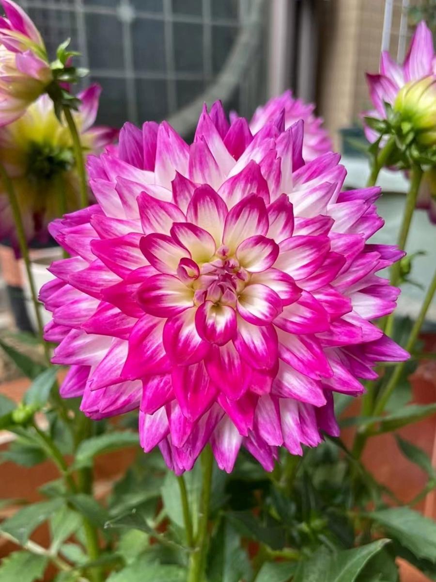 大丽花叶子发黄不开花怎么办,阳台养太阳花长不壮怎么办