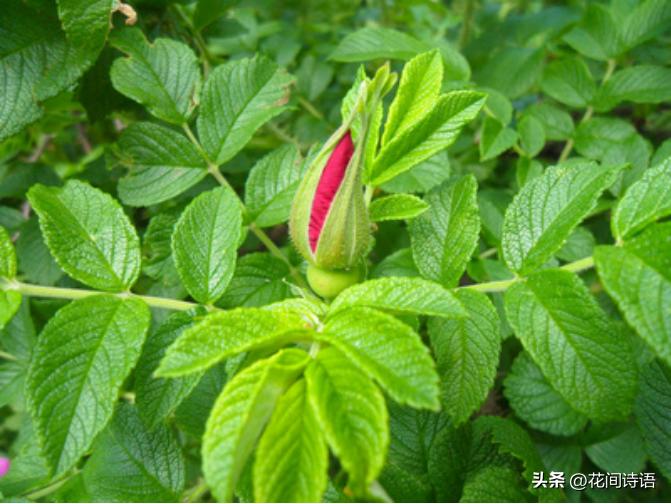 月季玫瑰蔷薇芍药牡丹的区别,月季玫瑰蔷薇区别在哪里