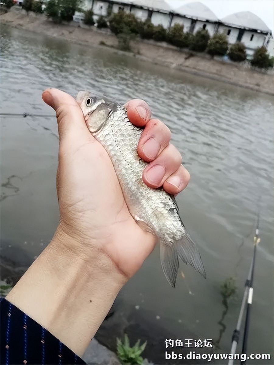 钓鱼王饵野钓破百尾