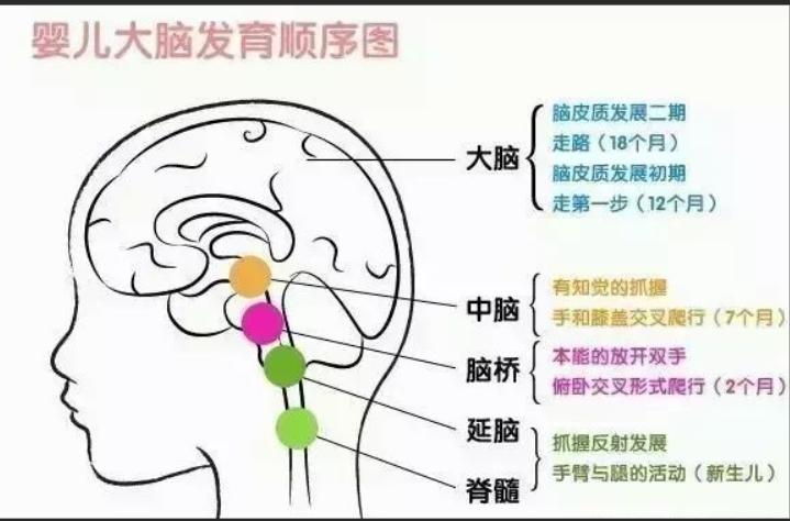 哪款dha比较适合低龄宝宝,为什么dha不适合3岁以下宝宝