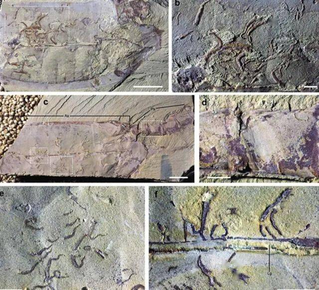 5亿多年前的“四不像”麒麟虾,为什么成为了进化论的又一实锤