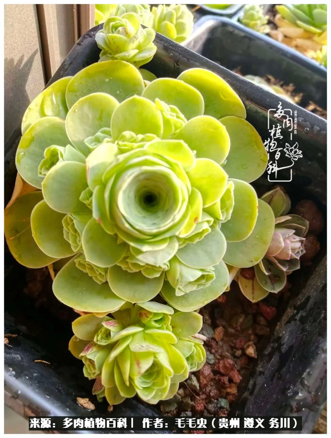 山地玫瑰怎么度过夏天,山地玫瑰冬季什么样