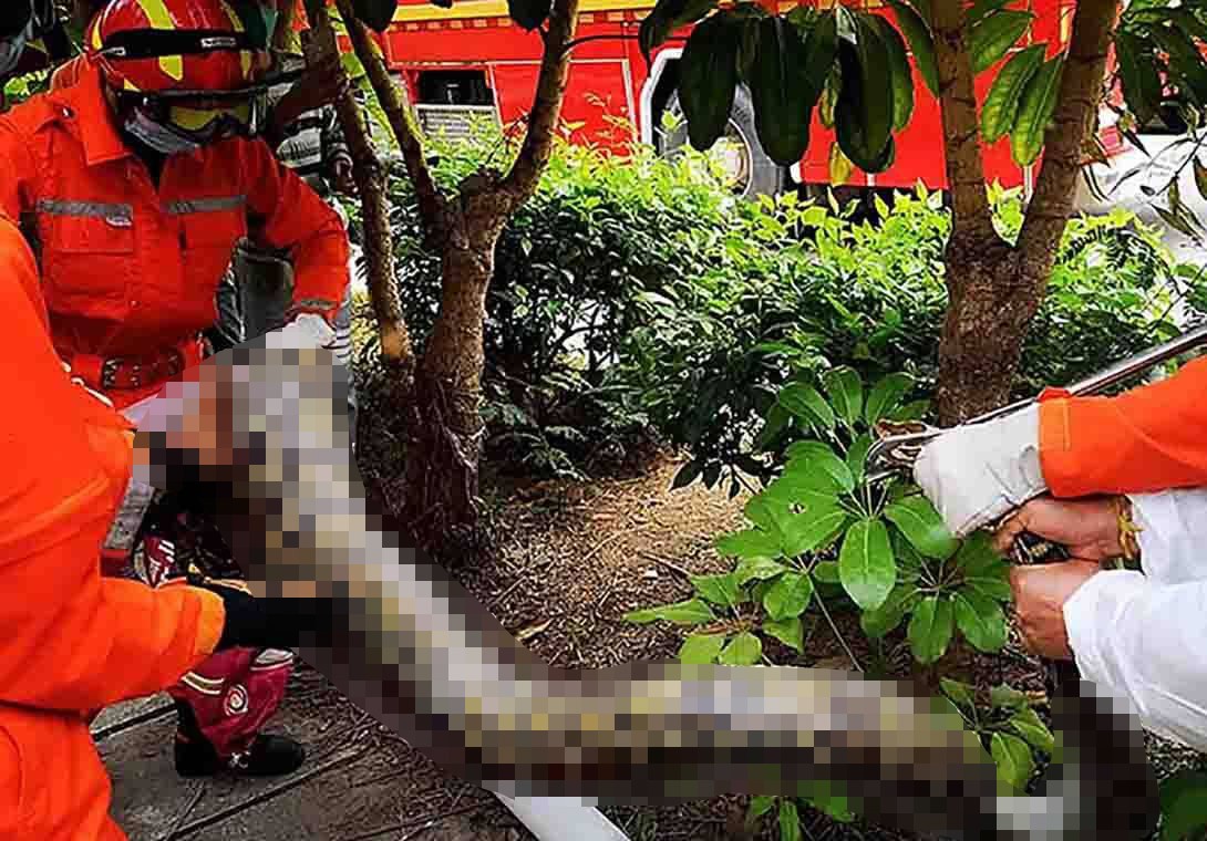 村民家中惊现200公斤重巨蟒,河里惊现500公斤重巨蟒