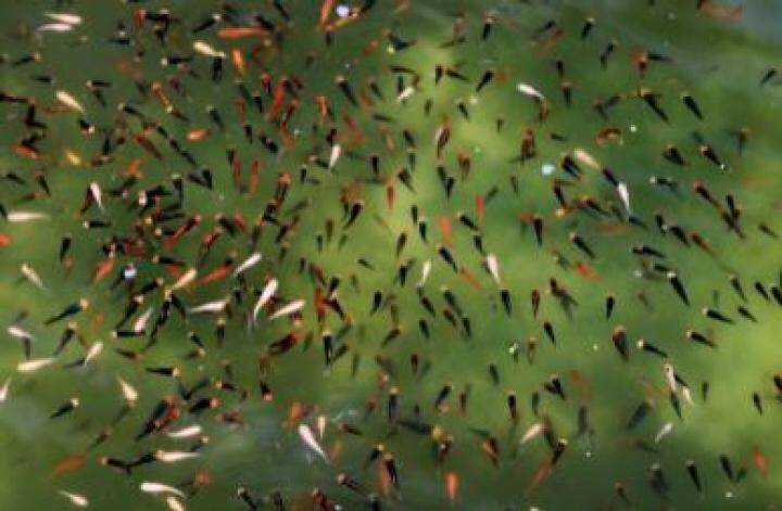 养殖观赏鱼做副业,养殖热带鱼致富