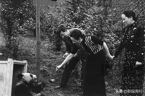 为什么冰墩墩那么火,为什么冰墩墩是熊猫