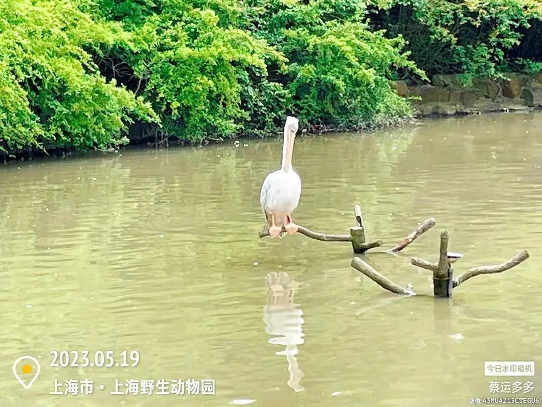 上海野生动物园和上海动物园,上海野生动物园过年营业时间