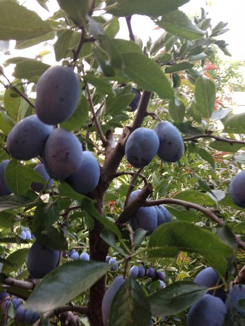 西梅果树适合哪里栽种,西梅的果子样子是啥样的