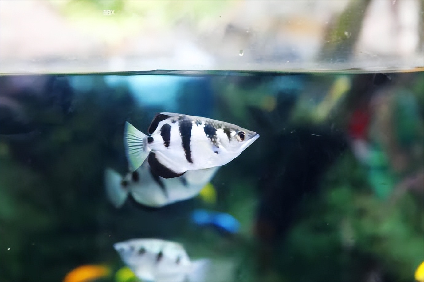 珠海长隆海洋王国水下走廊,世界级海洋乐园珠海长隆海洋王国