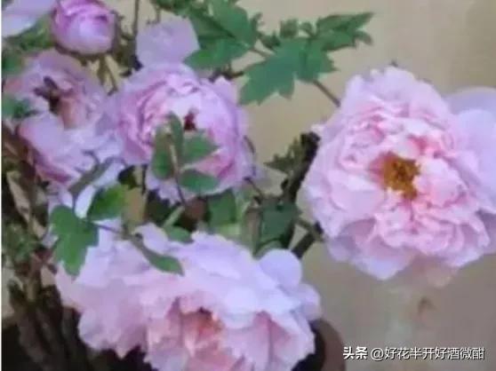 好花半开好酒微酣情深不寿惠及必伤