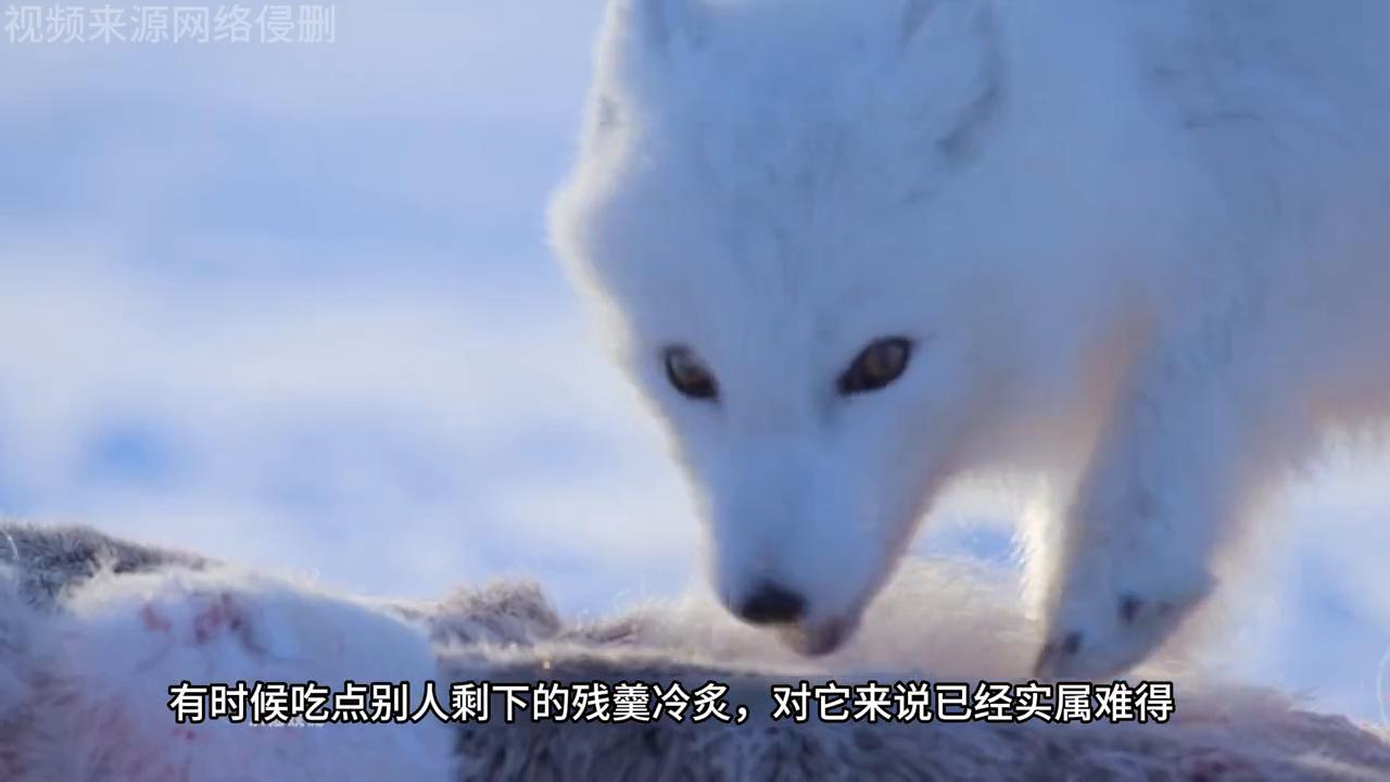 北极狐大自然,北极狐各个季节的照片