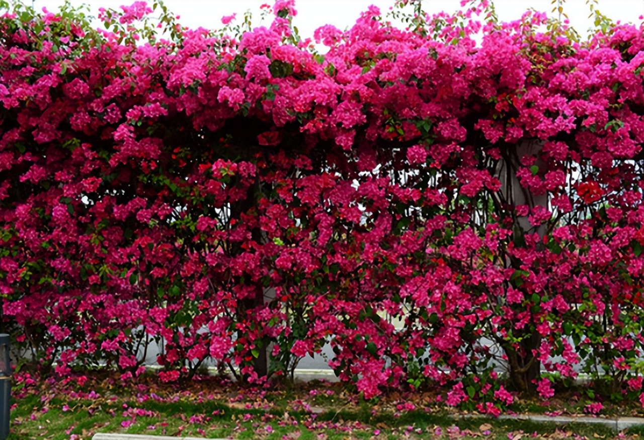 它是“花中劳模”，种植简单，开花量较多，庭院阳台皆可种
