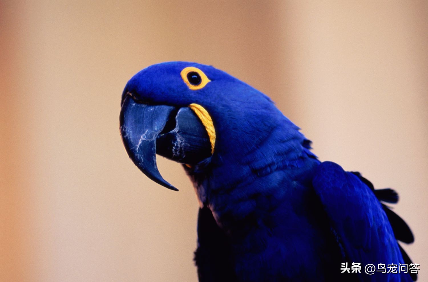 鹦鹉羽粉特别多,玄凤鹦鹉羽粉多怎么办