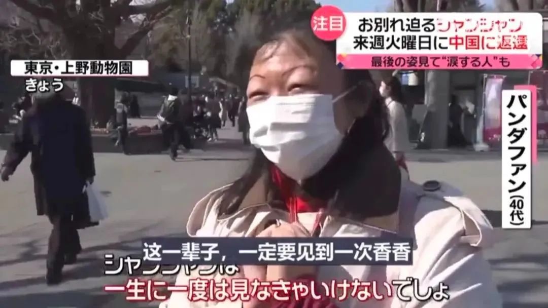 大熊猫香香回国香香出生,大熊猫香香回国后首次露面