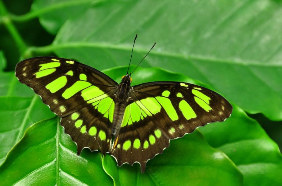 带有蝴蝶的诗句有哪些,关于蝴蝶的诗词大全