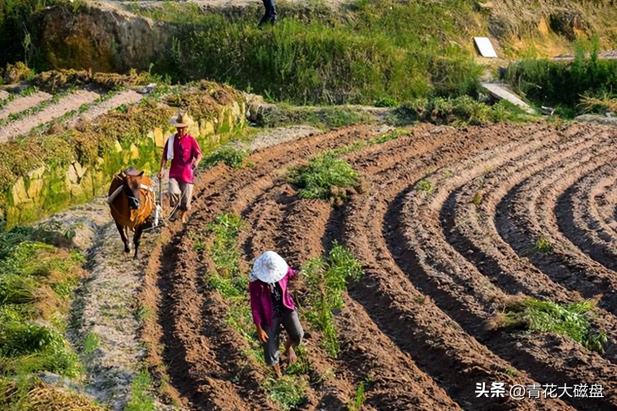 买水果要如何选原产地呢,各种水果来自什么国家的