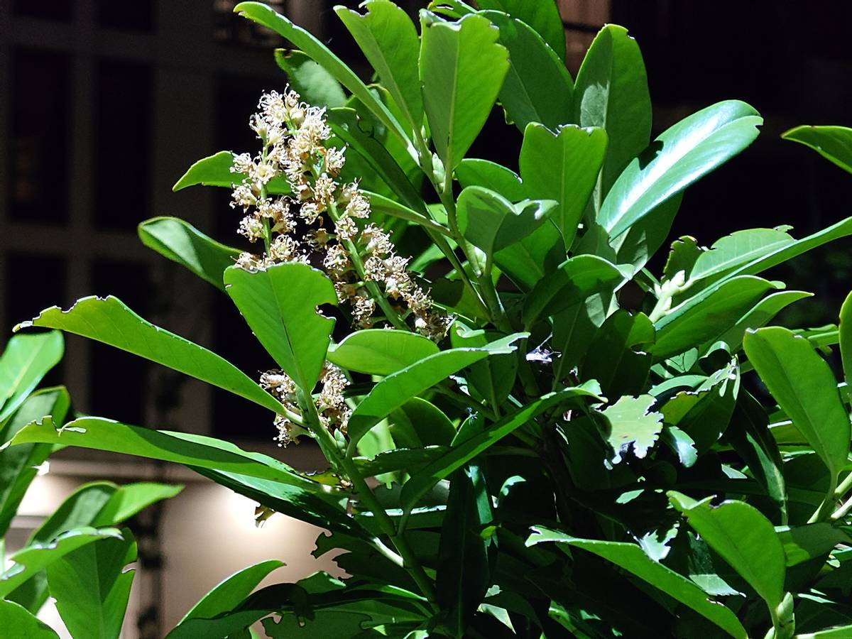 8999元的索尼XPERIA1V拍照表现如何？搭载最强CMOS，追平三星旗舰