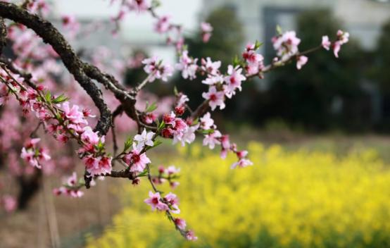 2023年的清明节有什么讲究吗,2023年清明节到底是提前还是拖后