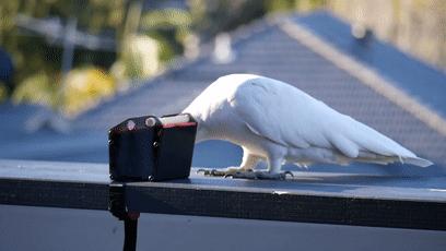 人鸟大战不断升级，想阻止鹦鹉乱翻垃圾桶太难了