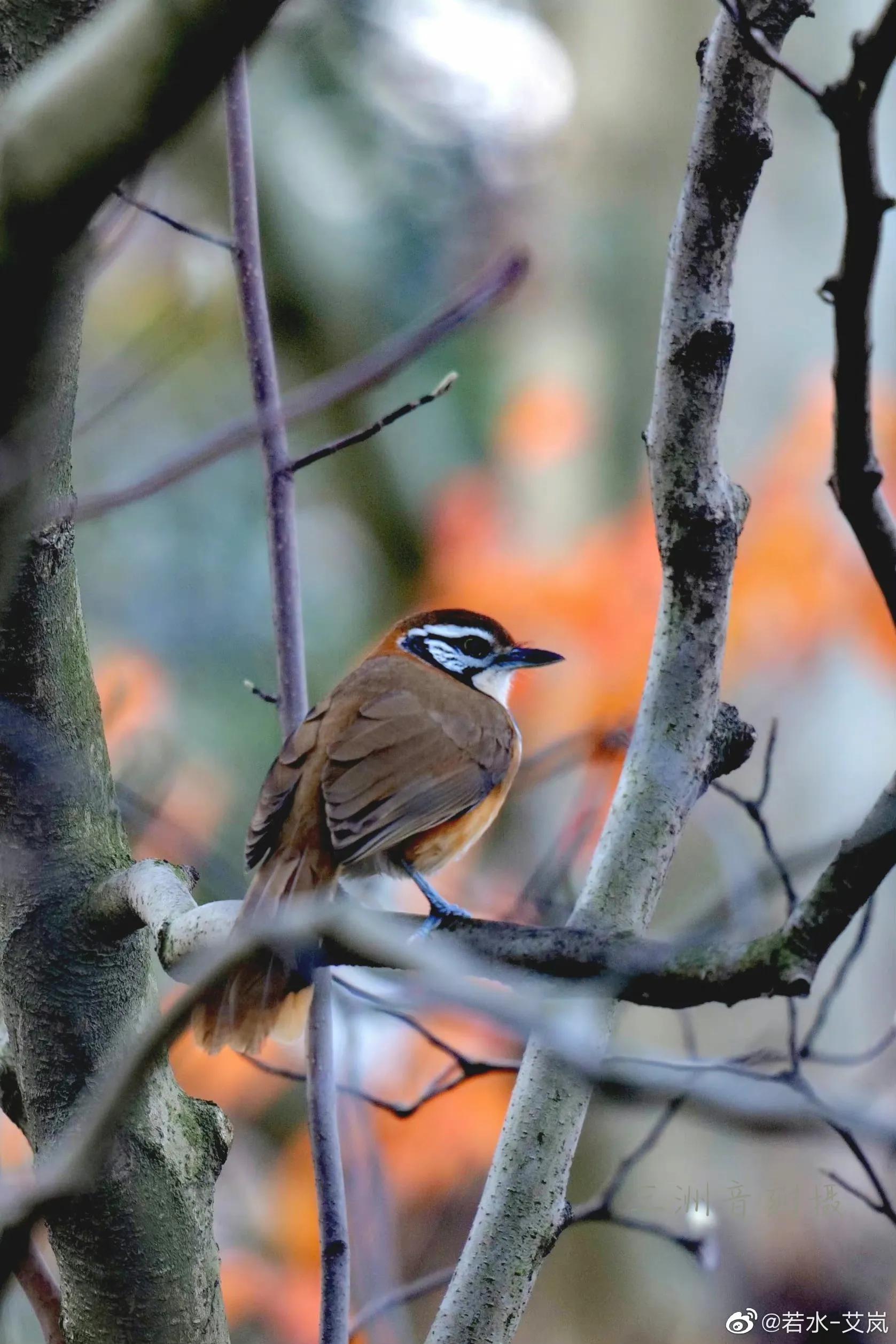 上海市嘉定区安亭国际汽车城,上海嘉定安亭国际汽车城