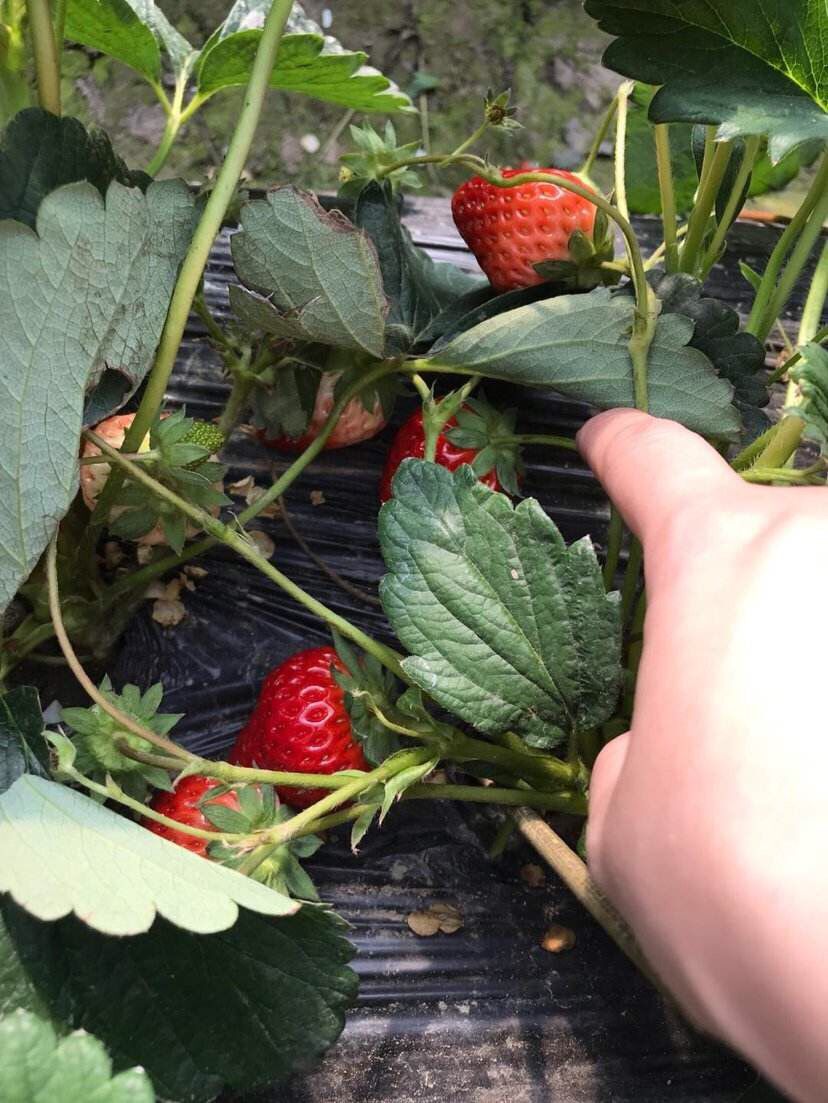 论文实例,希沃白板在教学中的应用