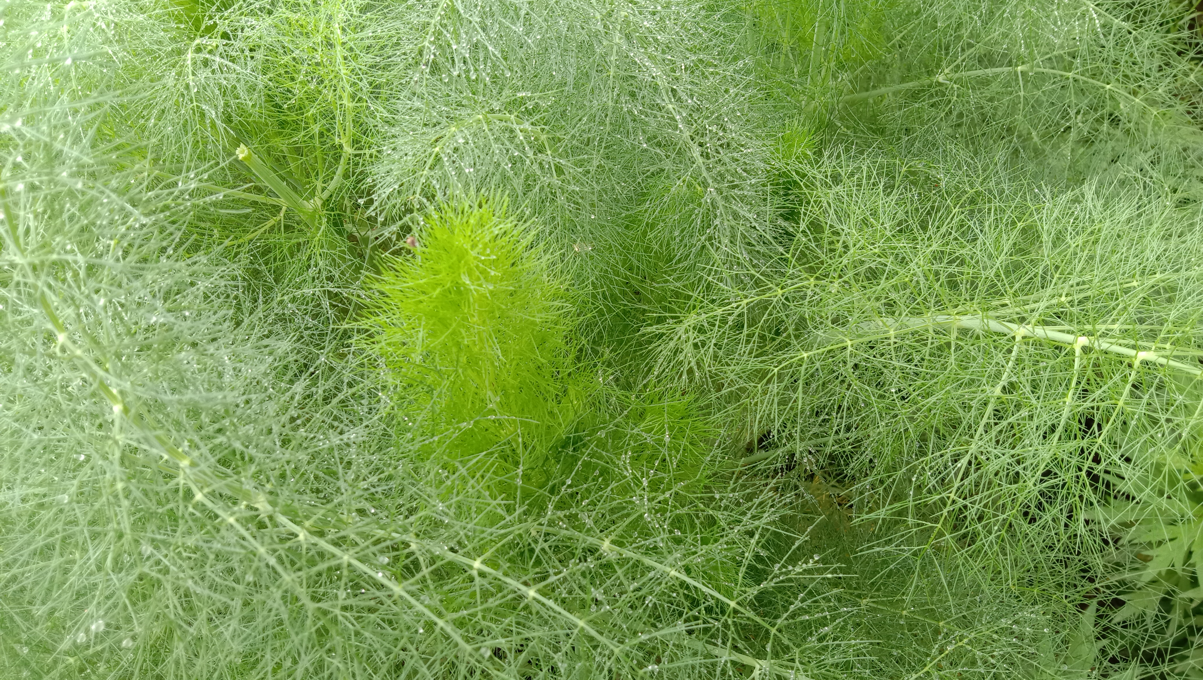 茴香菜不适合什么人吃,茴香菜的营养价值和禁忌