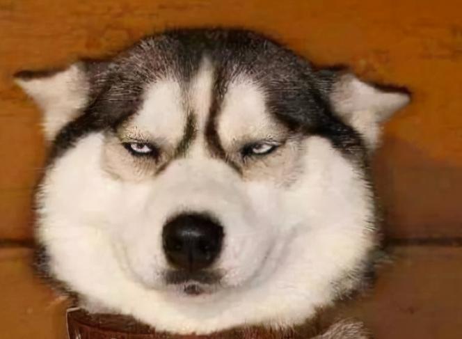 哈士奇饲养优点,哈士奇150缺点和优点