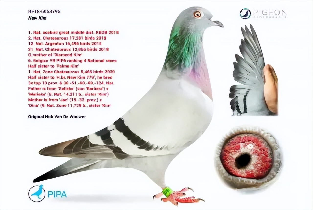 跟赛鸽比赛相比，世界杯*球赌**只能算小场面？