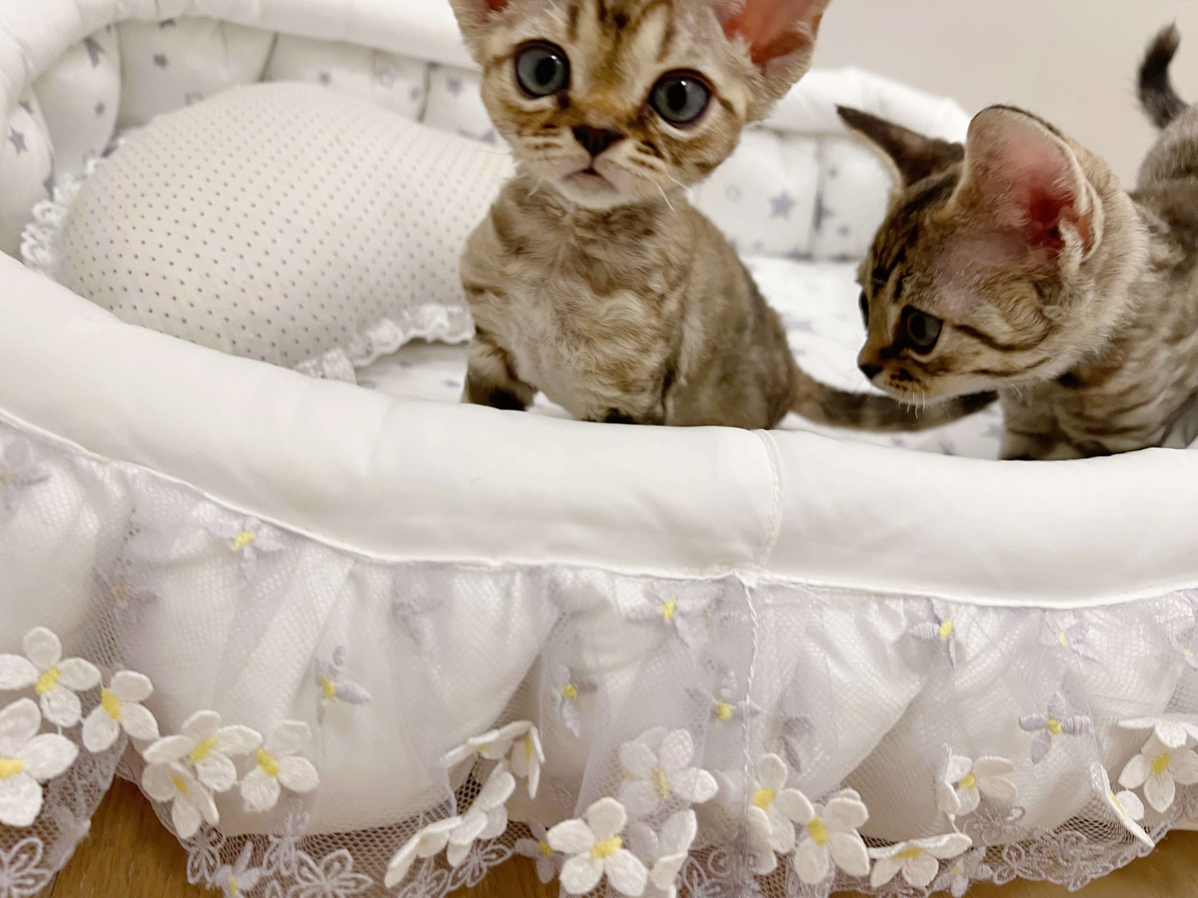 一只活得让人羡慕的猫,德文猫养育一只黄猫