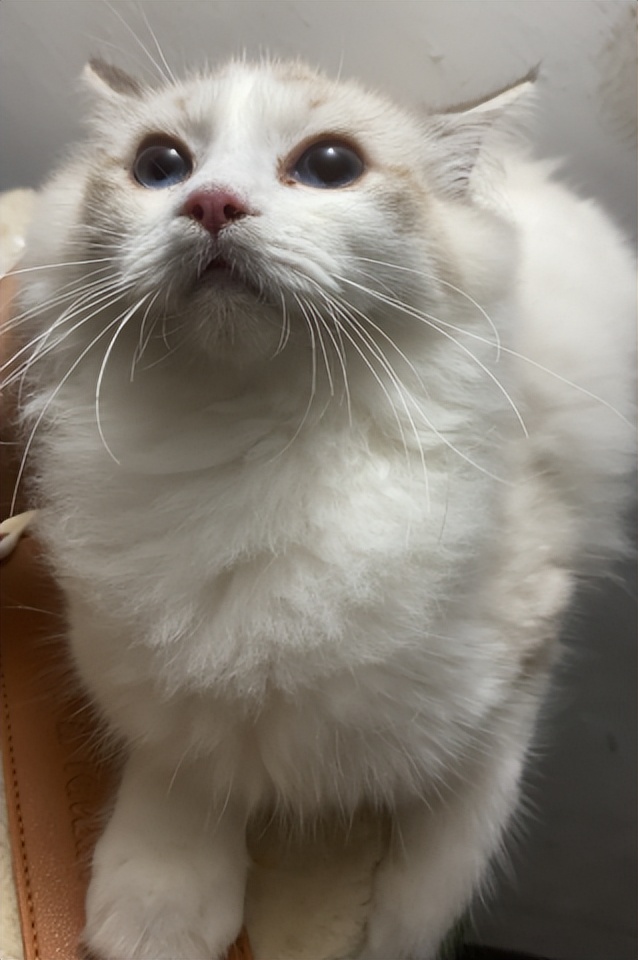 猫分之一猫粮测评,素力高的猫粮适合多大的猫吃