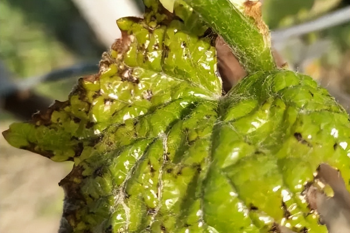 葡萄刚谢花打什么药,葡萄谢花后怎么保果