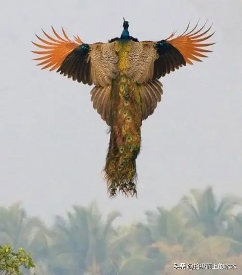 陈二狗乡村创业史四十七集,陈二狗乡村创业史第一百九十六集