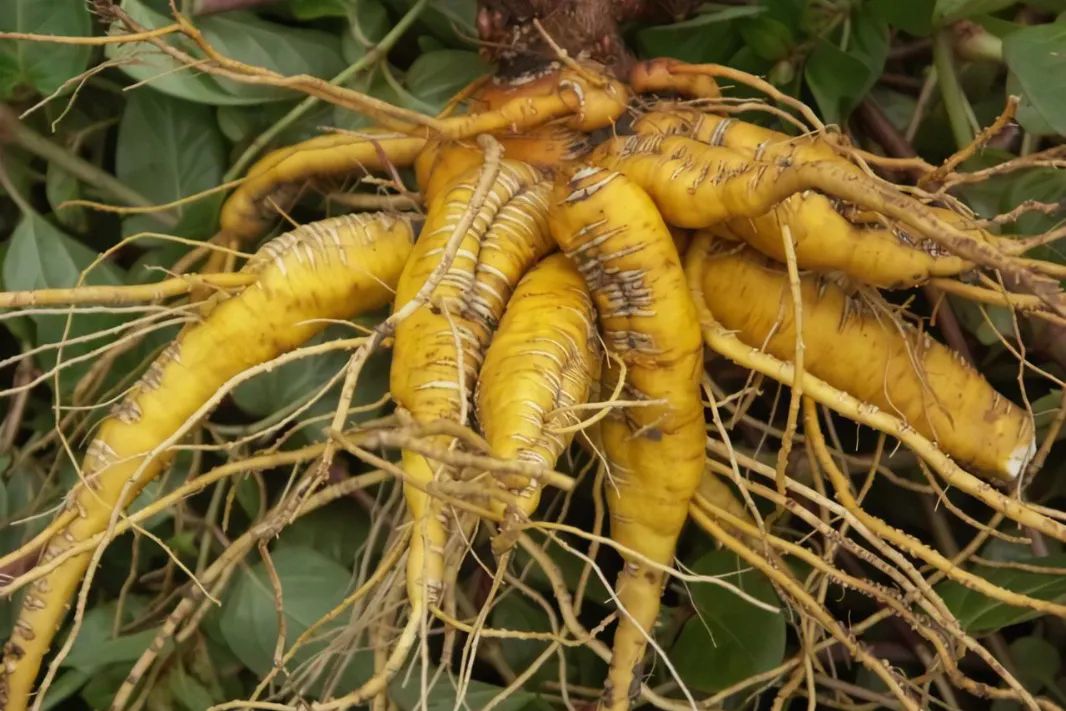 根类食物大全 (5种根菜类的食材)