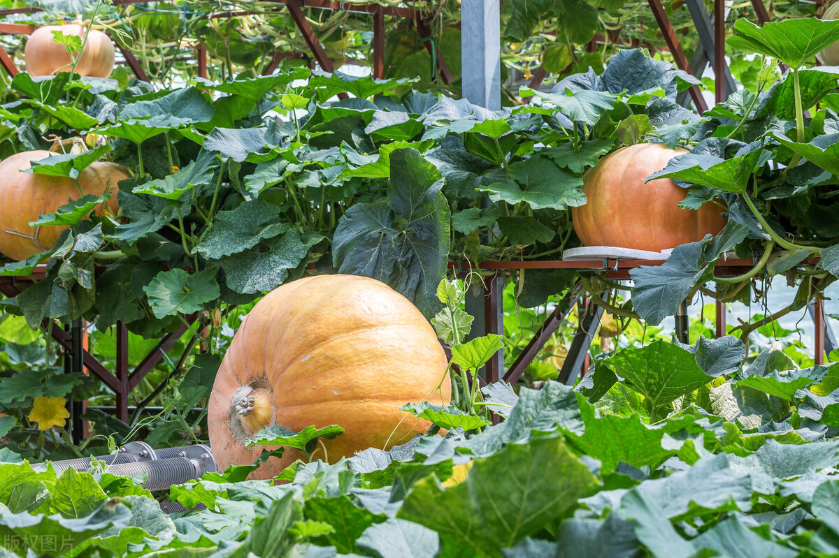 如何种出又大又甜的南瓜,南瓜怎么种植才能结得多果