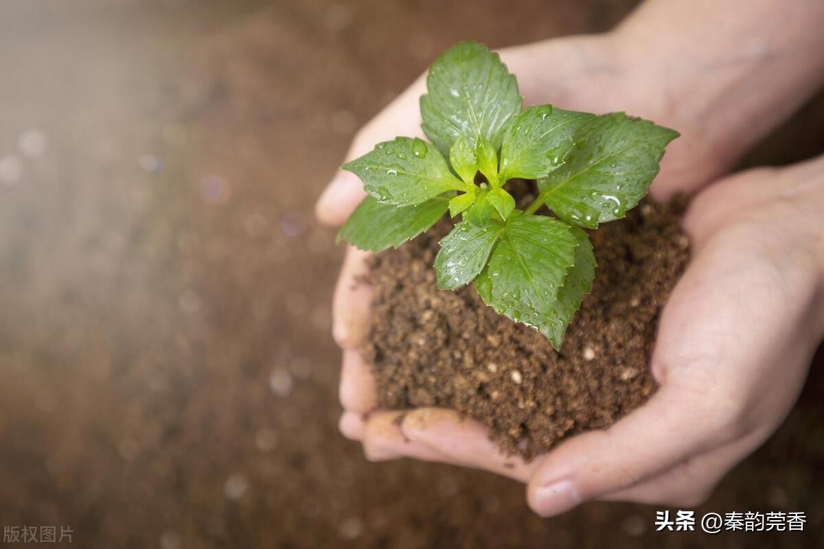 拼多多购物需要注意哪些问题,拼多多上购物需要注意什么