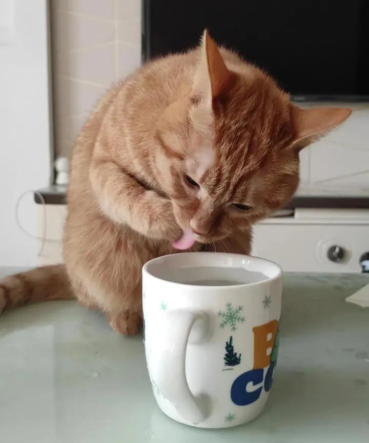 猫咪为什么喜欢喝流动铲屎官的水,猫为什么爱喝铲屎官杯子里的水