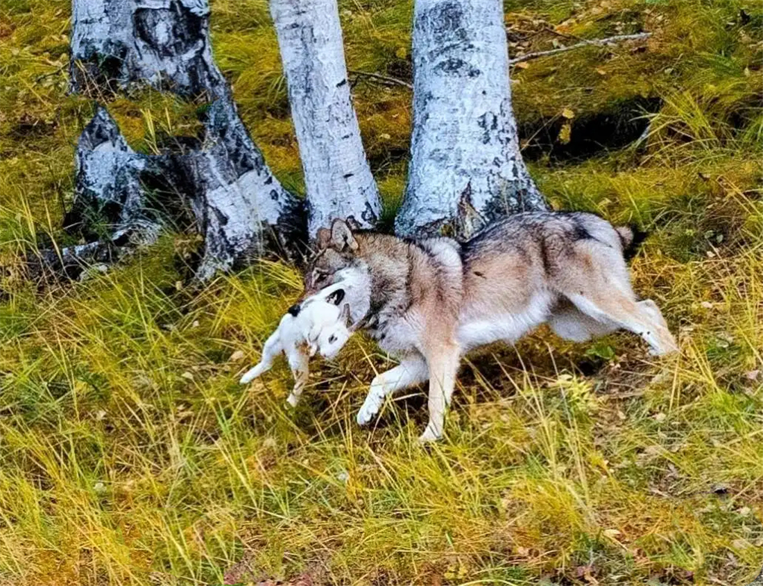 蒙古獒被狼咬死,狼群报复咬死牧羊犬主人团灭狼群