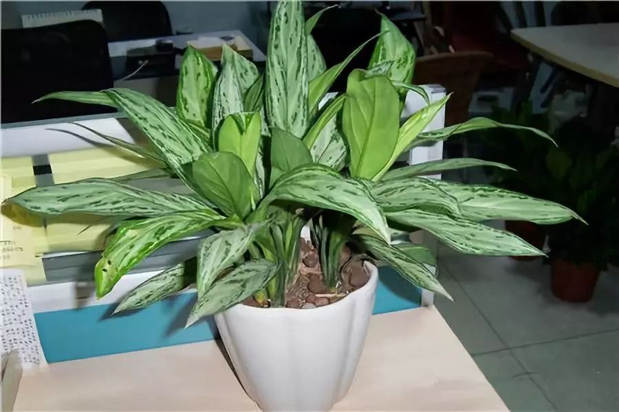 吸甲醛超强的十五种植物,新房如何种植去甲醛植物