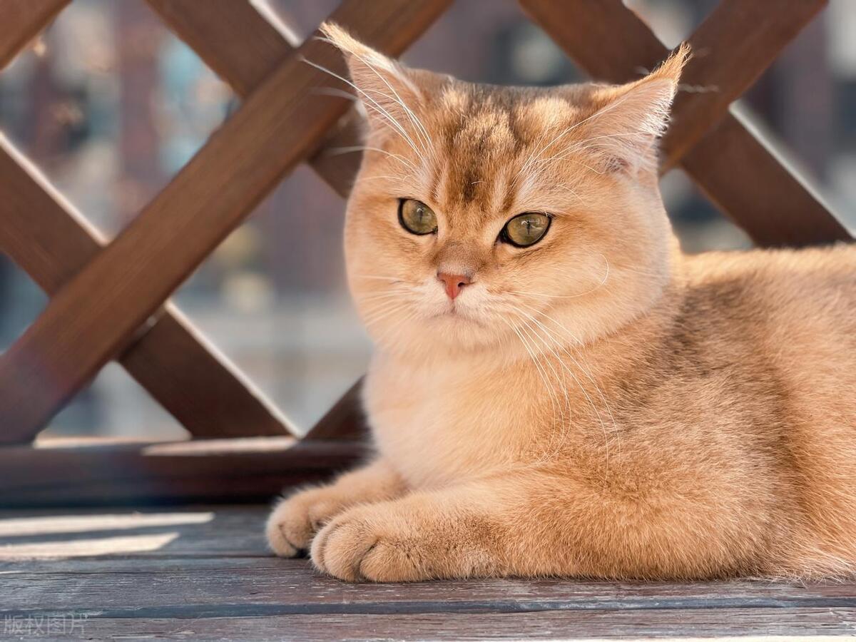 猫咪视力的特点,猫咪的视力多久变得正常