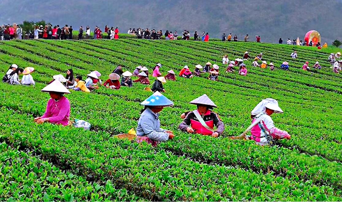 英德红茶英红九号浓香型红茶,广东英德红茶排名前十茶厂品牌